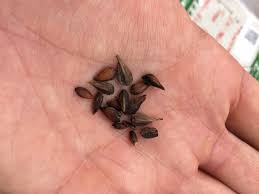 Image result for Karomia