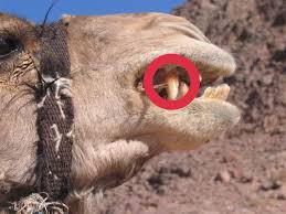 Again i tell you, it is easier for a camel to go through the eye of a needle than for a rich person to enter the kingdom of god. Ø§Ù„Ù„Ø­ÙŠØ© Ø§Ù„ØºØ§Ù†Ù…Ø© On Twitter The Camel Is Originally Wild Look At Camel S Teeth I Think It Stronger Than Lion