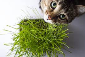 Cpr For Cats What Every Cat Owner Should Know Cat Grass Cat Friendly Plants Houseplants Safe For Cats