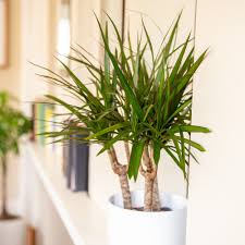 Große auswahl an dracaena reflexa. How To Grow And Care For Dracaena Plants