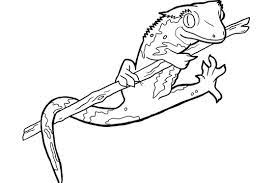 Below are some free printable gecko . Animal Facts Coloring Sheets Long Island Children S Museum