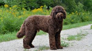 They make excellent house dogs, interact well with children, and get along with other. The English Goldendoodle Doodle Creek