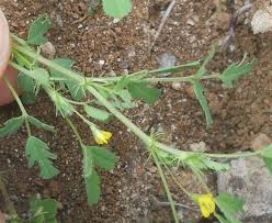 Image result for Medicago laciniata