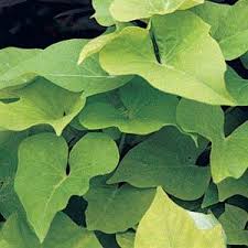 Image result for Ipomoea marginata