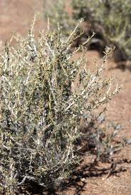 Image result for Aizoon schellenbergii