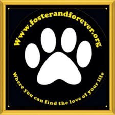 He was a climber so check the trees!. Foster And Forever Pet Rescue Naugatuck Ct