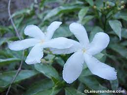 Average prices of more than 40 products and services in sri lanka. Beautiful White Flowers From Sri Lanka Leisure And Me