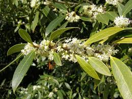 We did not find results for: Osmanthus Scopri Questo Genere Di Piante Da Fiore Giardinaggio