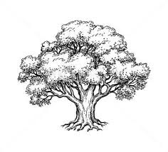 True Love Simple Bird On Tree Drawing Ink Sketch Of Oak Tree Stock Illustration Ad Oak Sketch Ink Illustration Oak Tree Drawings Tree Drawings Pencil Tree Art