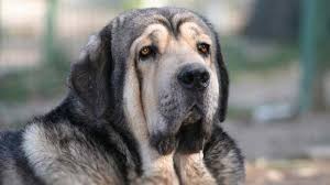 Sometimes, a breeder will list themselves only. Spanish Mastiff Price Temperament Life Span