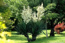 Les Yuccas Rustiques Comment Les Entretenir Yucca Exterieur Yucca Yucca Gloriosa