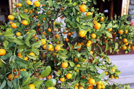 Kumquat is a cute citrus for which you can eat the skin and flesh together. What Is A Kumquat Tree Home Stratosphere