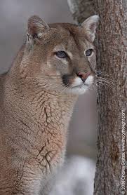 Puma Love The Different Eye Colors They Can Have J Big Cats Mountain Lion Animals