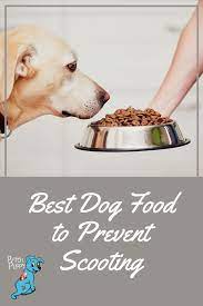 Pin On Dog Care