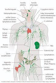More images for lymph system des menschen anatomie » Wirkung Auf Den Lymphfluss Taping Online Kurse