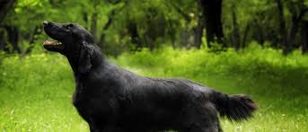A combination of the two breeds could result in a golden retriever looking dog with shorter hair. Flat Coated Retriever All About Dogs Orvis
