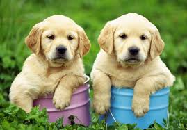 How to know your rabbit's sex. 85 Beautiful Italian Dog Names This Is Italy