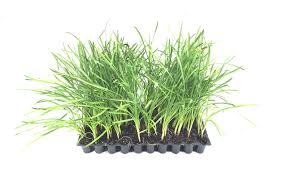 Image result for Tulbaghia cameronii