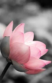 Lotus On Black And White Lotus Flower Wallpaper Flowers Photography Flower Wallpaper