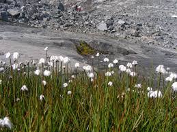 Walaupun iklim tundra terbukti jauh dari yang diinginkan untuk pertanian atau pembalakan musim tumbuh musim panas tetap sangat singkat di iklim tundra, jadi kebanyakan pertanian berorientasikan. Bioma Tundra Pengertian Proses Ciri Ciri Jenis Iklim Fauna Flaura