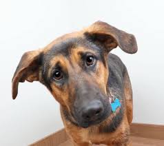 710+ German Shepherd At The Vet Stock Photos, Pictures & Royalty-Free  Images