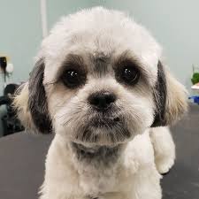 One of the more important things a groomer should be thinking about in  terms of haircut choice is grow out time. Knowing what that length will  look like in a few weeks