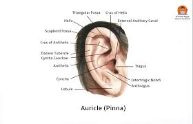 Image result for External Ear