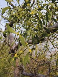 Image result for Viscum