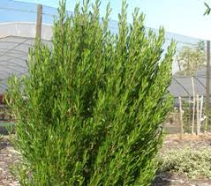 Image result for Dodonaea viscosa