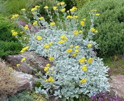 Next (viewing 1 to 10 ) Gardening With Grey Silver Foliage Plants Shrubs Ground Covers