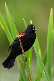 Big Black Birds In Ohio Redwing Blackbird By Jeremyjonkman Backyardbirds Black Bird Beautiful Birds Backyard Birds