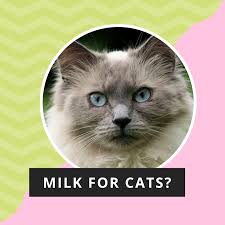 Beyond vaccinations, we also offer microchipping, diagnostic testing, and deworming. Aomqjkvohgq4am