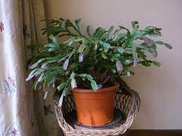 I remember maybe 3 feet pot i think. How To Re Pot A Christmas Easter Cactus Schlumbergera Rhipsalidopsis Youtube