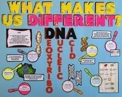 Biology Science Fair Projects For 10th Grade Make A Science Fair Project Poster Ideas What Is Dna Dna Science Project For Kids Science Projects Science Projects For Kids Science Fair Projects