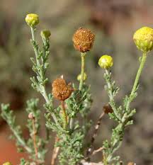 Image result for Pentzia incana