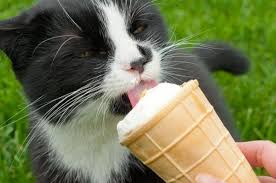 Both raspberries and strawberries are also safe for your cat to eat. Can Cats Eat Ice Cream Find Out Here