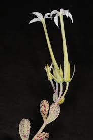 Image result for Kalanchoe marmorata