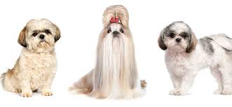 The hair is trimmed 1 to 2 inches all over the body. Shih Tzu Haircuts Trims Styles Playbarkrun