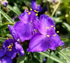 Image result for Commelinaceae