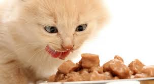 Anda bisa memberikan jenis protein hewani ataupun protein nabati dengan cara dimasak terlebih dahulu. 9 Cara Membuat Kucing Gemuk Dan Sehat Yang Ampuh Theradio