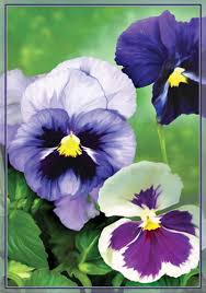 Fancy Pansies Garden Flag By Premier Designs 51828 51828 12 99 Pansies Flowers Pansies Beautiful Flowers