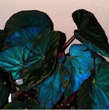 Image result for Begonia princeae