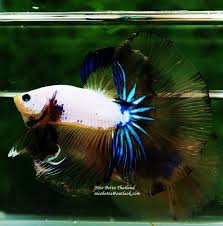 Nice Betta Thailand Co Ltd Betta Fish For Sale Siamese Fighting Fish