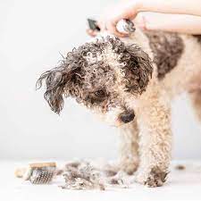 But with our help, it can be an easier one! The Best Dog Clippers In Australia For 2021 Reviews By Cosier