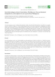 Image result for Gastrodia ballii