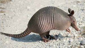 Armadillo Armadillo Only In Texas Texas State