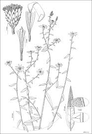 Image result for Athrixia phylicoides