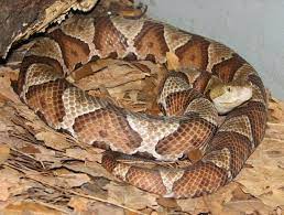 How To Identify The Copperhead Snake Venom Snake Poisonous Snakes