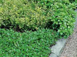 Maybe you would like to learn more about one of these? Bodendecker Problemloser Im Garten Garten Ch