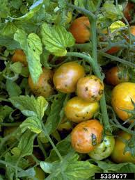 Integrated pest management by takudzwa mandizvo 1884 views. Tomato Talk Chicago Botanic Garden